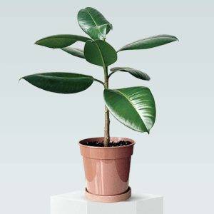 Rubber Plant