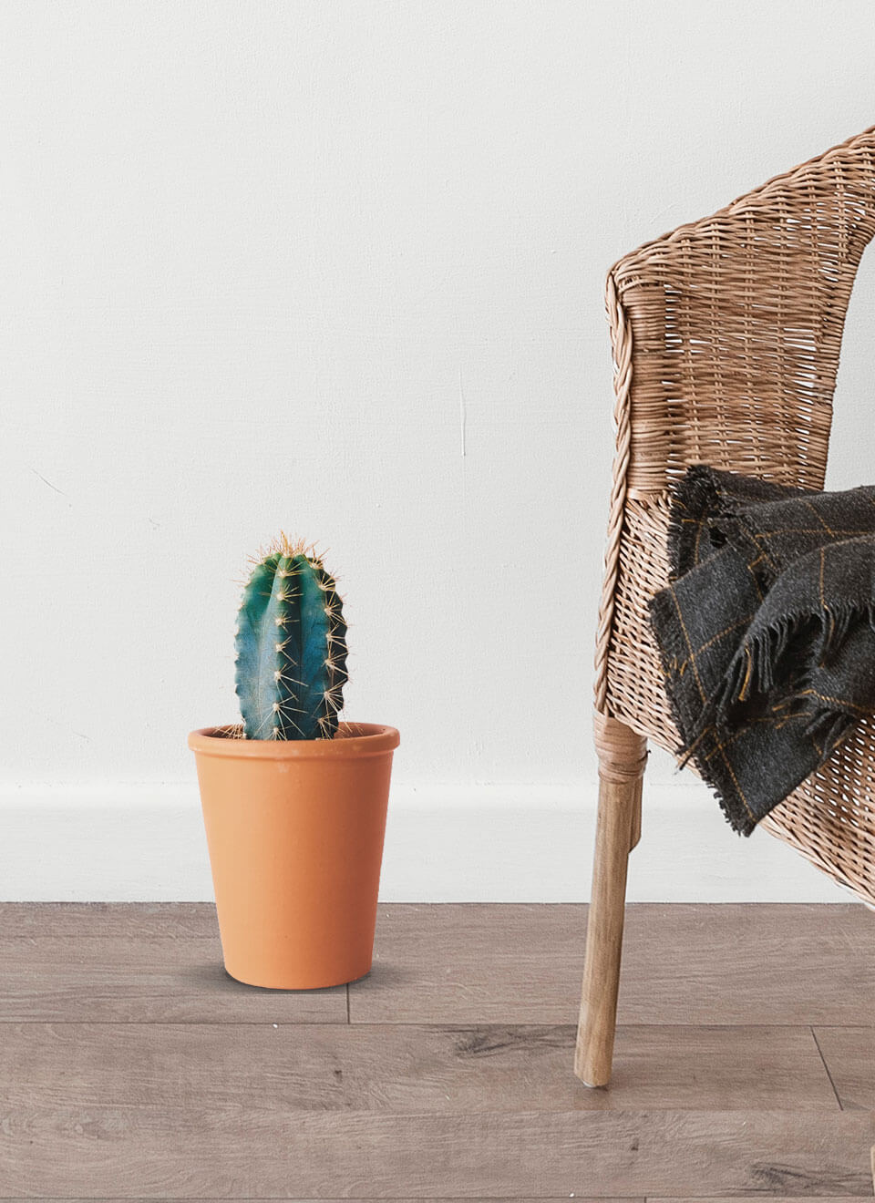 Star Cactus - Image 2