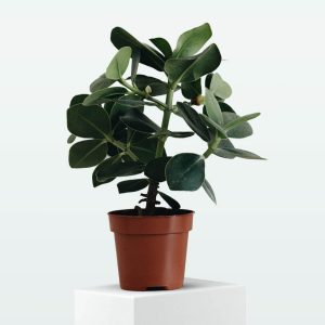 ZZ Plant